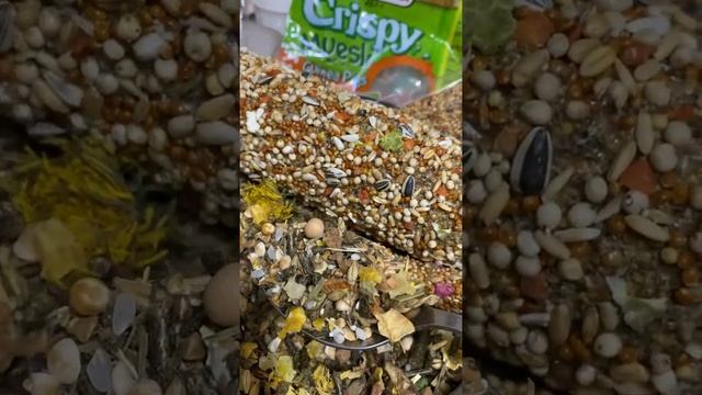 Чем питаются Дегу ? Как правильно их кормить смотреть онлайн