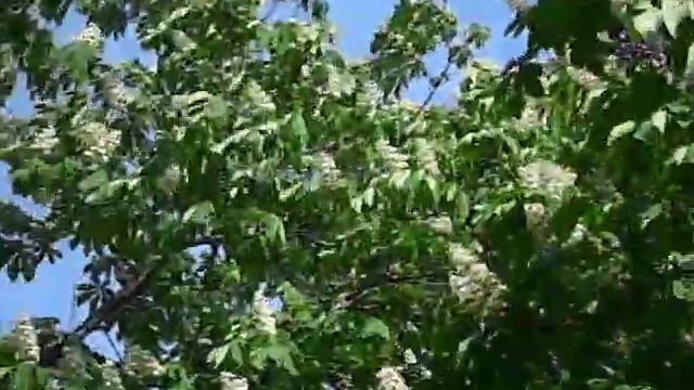 Каштан и сирень смотреть онлайн