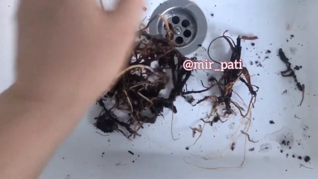 СПАСАЮ АНТУРИУМ! РЕАНИМАЦИЯ АНТУРИУМА! смотреть онлайн