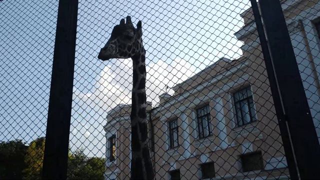 Жираф в Московском зоопарке/ Giraffe in the Moscow Zoo смотреть онлайн