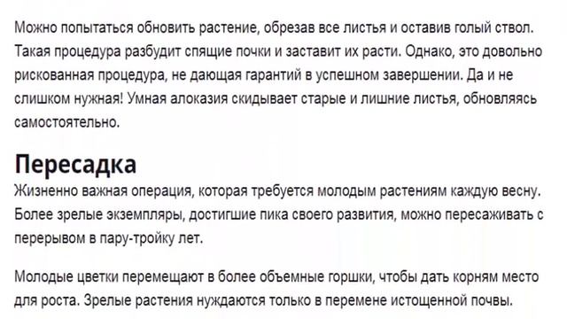 Алоказия Уход в домашних условиях за алоказией смотреть онлайн