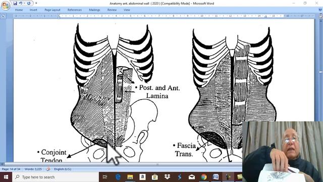 Anatomy GIT module in English 2021 ( Internal abdominal oblique muscle) ,by Dr.Wahdan смотреть онлайн