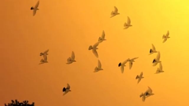 2 вариант не улетайте птицы ПЛЮС смотреть онлайн