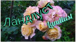 Роза Ландлуст (Landlust). Шраб