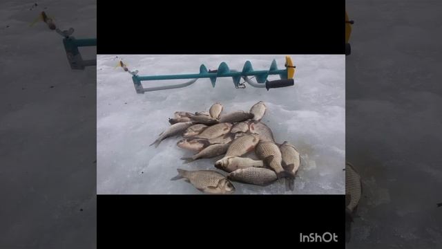 как зиои́ поймать карося смотреть онлайн