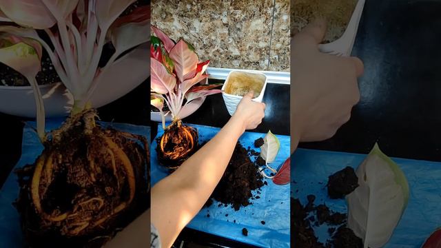 Aglaonema Red star! смотреть онлайн