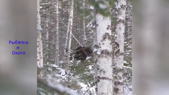 Русская охота Русский лес и лось смотреть онлайн