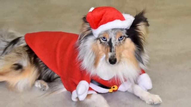 Christmas Songs - Background Music, Dogs, Music, Dog Videos, Navidad, Musica Relajante, Xmas, Perro смотреть онлайн