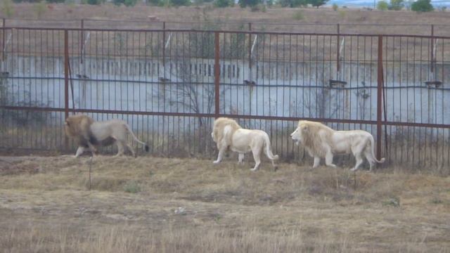 Раннее утро со львами Тайган смотреть онлайн