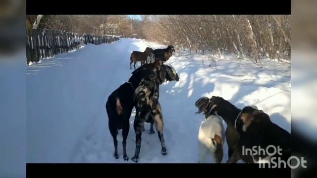 Зимний мацион коз и собак. ждем окот. смотреть онлайн