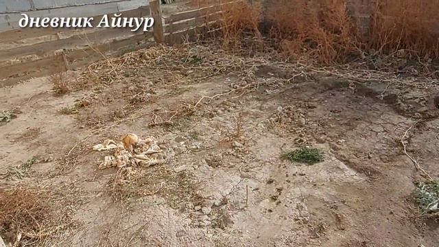 Я в Шоке?!!!Будни домохозяйки. Будни мусульманки!Орама нан из тыквы ну очень вкусные смотреть онлайн