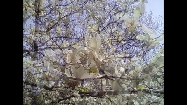 #МАГНОЛИИ #КИЕВ сад Фомина смотреть онлайн