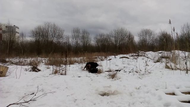 Лорд и Граф 4 смотреть онлайн