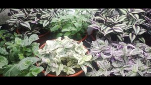 Как вырастить шикарные кусты традесканций и шары каллизии быстро к весне. Уход полив. Обзор Часть 2.