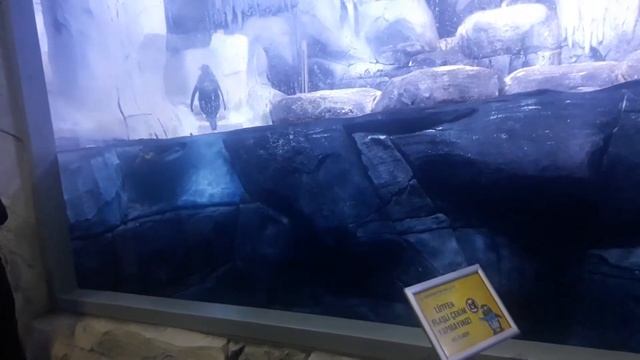 İstanbul Aqua Florya 2020 penguens from Antarctida / Tour смотреть онлайн