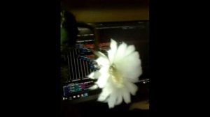 Сколько цветет кактус?  Очень красивый цветок. #cactus #cactusbloom