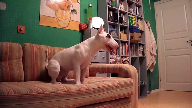 Миниатюрный бультерьер - Тюлень | Miniature bull terrier - seal смотреть онлайн