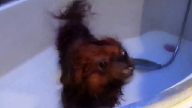 Моя собака Пекинес Чембо купаем в ванной.My dog Pekingese Чембо bathe the bathroom.. смотреть онлайн