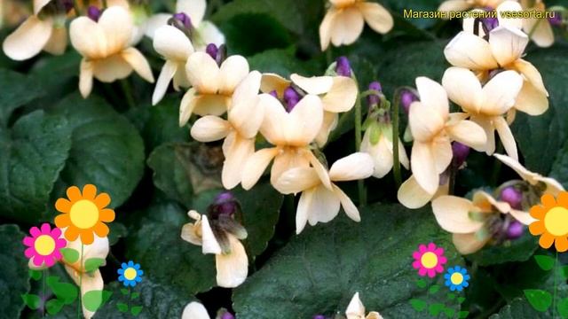 Виола душистая Сульфуреа. Краткий обзор, описание характеристик viola odorata sulphurea Sulphurea смотреть онлайн