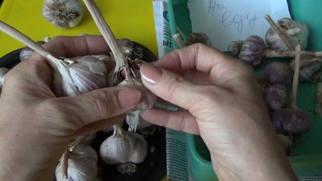 Как чеснок озимый подготовить к хранению. смотреть онлайн