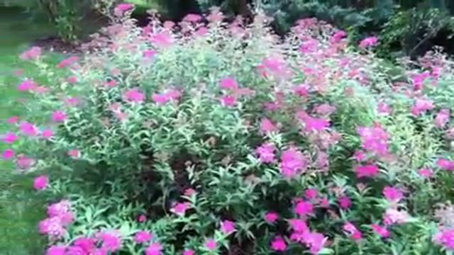8 Reasons To Grow Neon Spirea Flowering Shrub! #lowmaintenance