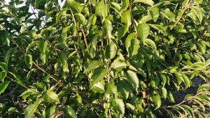 Слива Маньчжурская красавица