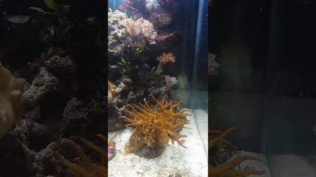 как запустить аквариум дома самостоятельно? морской аквариум- это просто и не дорого. смотреть онлайн
