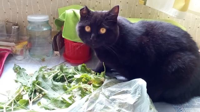 Филин ест щавель смотреть онлайн