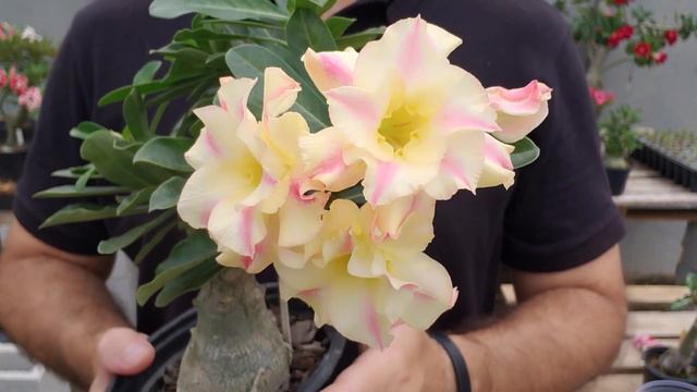 020 Fenix - Flor amarela dobrada - 100 ID's de Rosas do Deserto смотреть онлайн