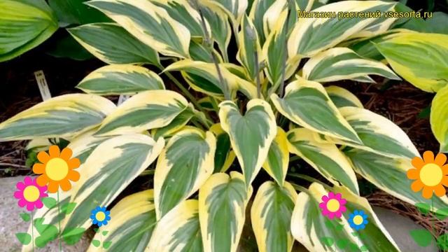 Хоста гибридная Лейксайд Драгонфлай. Краткий обзор, описание hosta hybrida Lakeside Dragonfly смотреть онлайн