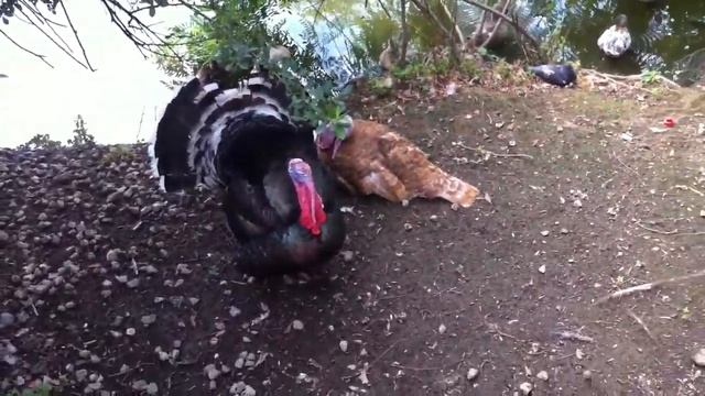 Ницца Куда пойти с детьтми Парк Феникс 023 смотреть онлайн