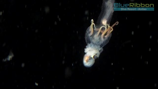 The Dark Ocean - Paper Nautilus - Wildlife Documentary HD смотреть онлайн