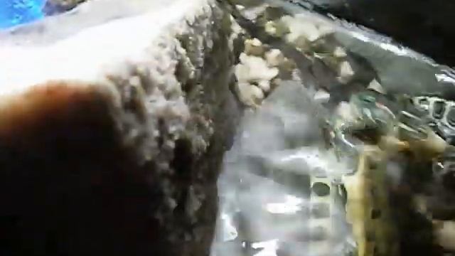 Бой красноухих черепах за мясо! смотреть онлайн