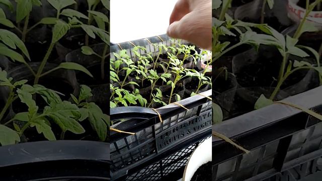 (178)Как я готовлю ящики для рассады. 2024год смотреть онлайн