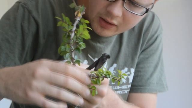 Формирование веток бонсай! Снятие проволоки у бонсай из вяза мелколистного. смотреть онлайн