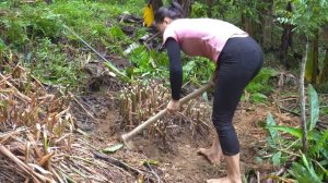 Harvest Big Bananas Go To Market Sell, Buy Ducklings To Raise | Anh Free Bushcraft
