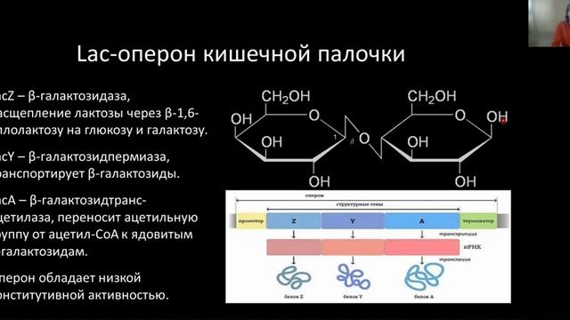 Цитология. Лекция 7. Транскрипция смотреть онлайн