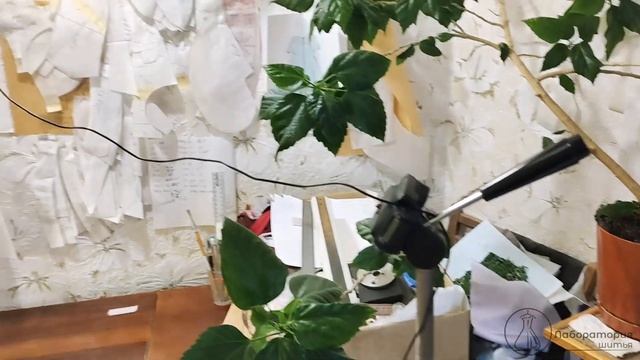 Закулисье. Как и чем я снимаю мастер-классы смотреть онлайн