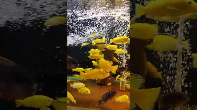 labidochromis caeruleus, kimpuma red смотреть онлайн