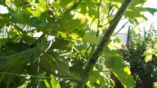 НАРОДНЫЕ МЕТОДЫ БОРЬБЫ С ОИДИУМОМ. МУЧНИСТОЙ РОСОЙ.ПИЩЕВАЯ СОДА.ГОРЧИЦА.ЗОЛА.ЧЕСНОК.КОРОВЯК смотреть онлайн