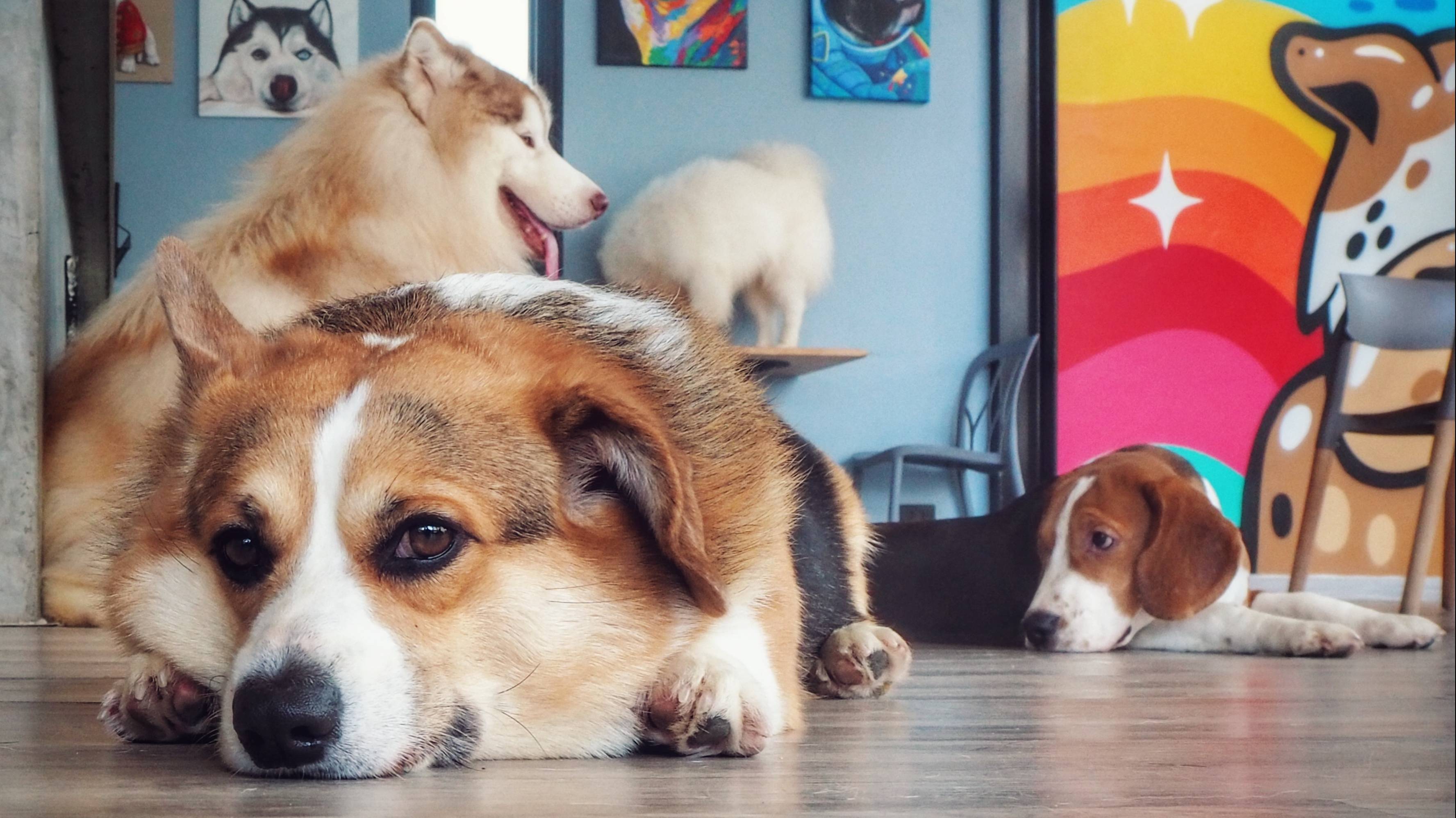 Dog Club Pattaya - собачье кафе смотреть онлайн