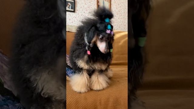 Пудель фантом миниатюра смотреть онлайн