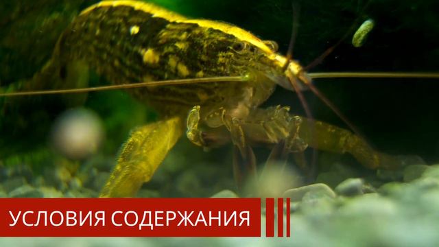 Бамбуковые креветки смотреть онлайн