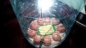 Инкубатор из пластиковой бутыли для кулера