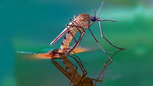 Звук комара: жужжание комаров и комариный писк