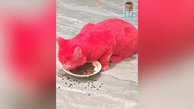 СМЕЙСЯ ДО БОЛИ В ЖИВОТЕ | ОТБОРНЫЕ ПРИКОЛЫ | 30 МИНУТ СМЕЯТЬСЯ ДО СЛЕЗ смотреть онлайн