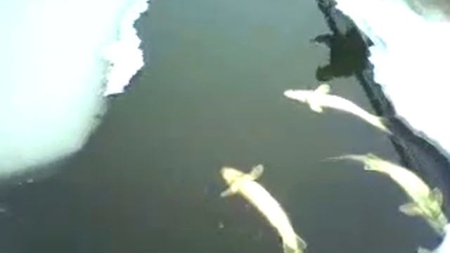Зима. Павлополь смотреть онлайн