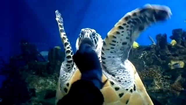 Очень голодная черепаха