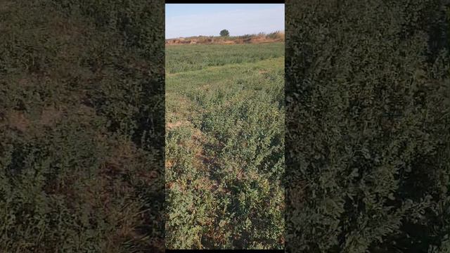 Ускоряем рост Люцерны удобрением Осаагро.