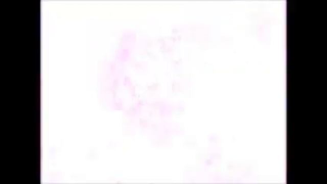 НИДЕРЛАНДЫ ГОЛЛАНДИЯ ПРОСТО смотреть онлайн